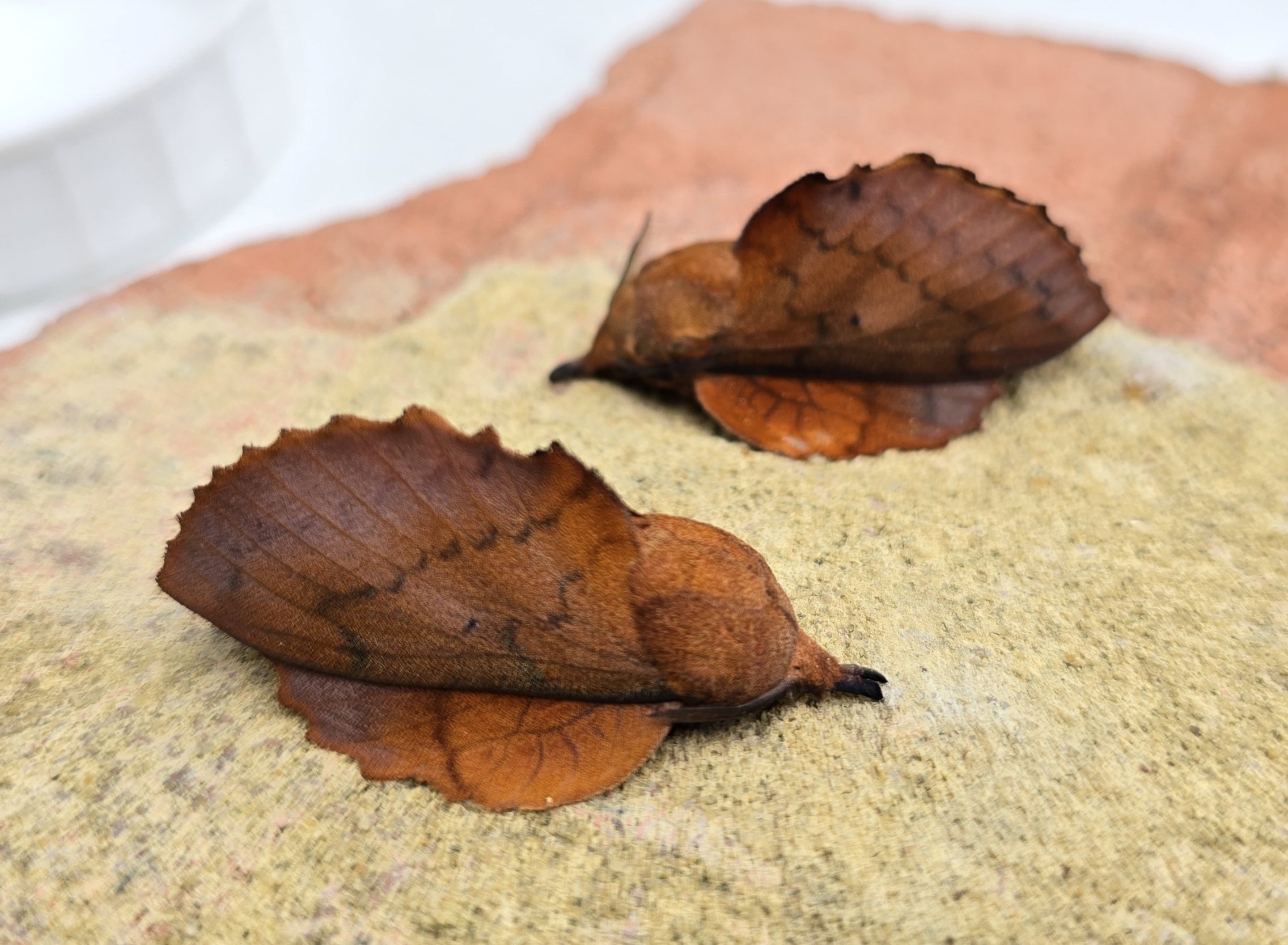 Photo of Lappet (Gastropacha quercifolia)